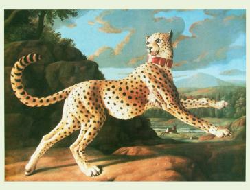 Leopard/Jaguar
