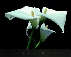 Calla Lily, 1982 by Ernst Haas