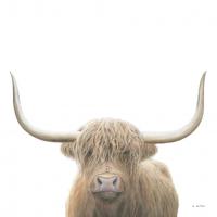 Highland Cow Sepia by James Wiens