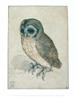 Owl, 1508 by Albrecht Dürer