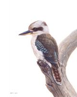Laughing Kookaburra 2 by Jeremy Boot