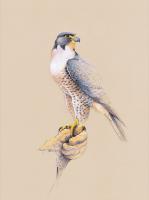 Peregrine Falcon by Jeremy Boot