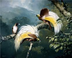 Birds Of Paradise by William T Cooper