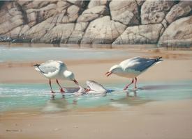 Silver Gulls by William T Cooper