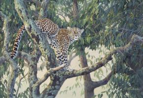 Queen Of The Treetops by Lyn Ellison