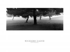 Trees in the Fog by Richard Calvo