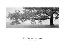 Autumn Oak by Richard Calvo