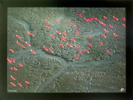 Vol d' ibis rouges by Yann Arthus-Bertrand