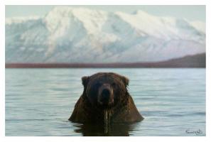 Coastal Brown Bear by Kennan Ward
