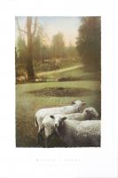 Ruthie's Sheep by Barbara Kalhor