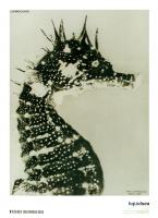 Hippocampe Solarise (Solarised Seahorse), 1931 by Jean Painleve