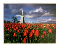 Windmill in Tulip Field by Craig Tuttle