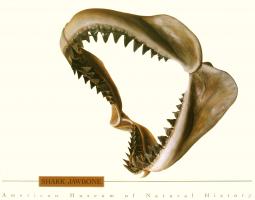Shark Jawbone (American Museum of Natural History) by Beckett