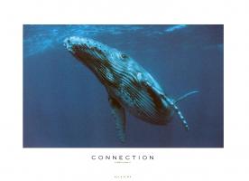 Connection - Humpback Whale by Kelvin Aitken