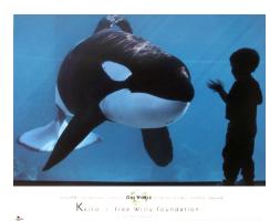 Keiko - Free Willy Foundation by Paul VanDevelder