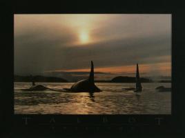 Twilight/Orca by Bob Talbot