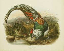 Thaumalea Amherstiae (Lady Amherst Pheasant) by H.S.Crocker Company