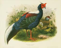 Euplocomus Swinhoei (Swinhoe's Pheasant) by H.S.Crocker Company