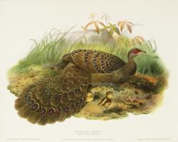 Polyplectron Germaini (Germain Peacock Pheasant) by H.S.Crocker Company