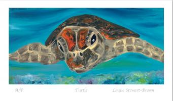 Turtle by Louise Stewart-Brown