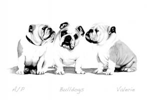 Bulldogs by Valerie